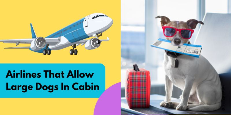 Airlines That Allow Large Dogs In Cabin